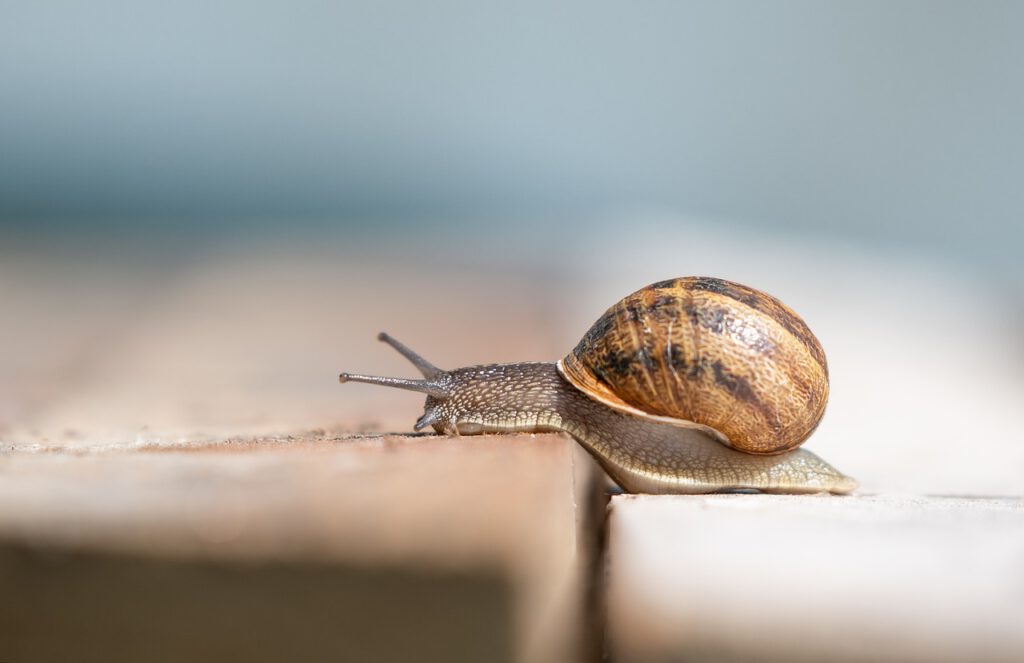 Schnecke auf Boden